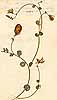 Crotalaria bifaria L.f., närbild, framsida x2