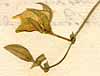 Crotalaria bifaria L.f., blommor x8