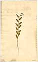 Crotalaria bifaria L.f., front