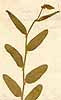 Crotalaria bifaria L.f., närbild x5