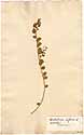 Crotalaria biflora L, front