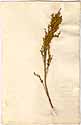Crotalaria imbricata L., framsida