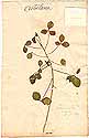 Crotalaria incana L., framsida