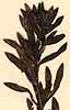 Crotalaria opposita L.f., närbild x8