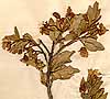 Crotalaria villosa L., närbild, framsida x2
