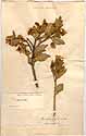 Crotalaria villosa L., framsida