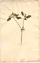 Croton glandulosus L., front