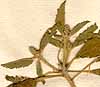 Croton glandulosus L., blomställning x8