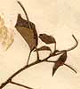 Croton sebiferum L., närbild x8