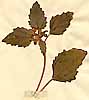 Croton tinctorius L., front