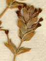 Crucianella maritima L., inflorescens x8