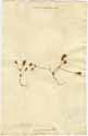 Crucianella patula L., framsida