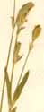 Cucubalus aegyptiacus L., blomställning x8