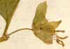 Cucubalus baccifer L., flower x8