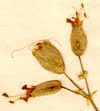 Cucubalus behen L., inflorescens x8