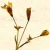 Cucubalus catholicus L., blomställning x8