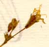 Cucubalus catholicus L., inflorescens x8