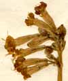 Cucubalus fabarius L., inflorescens x7