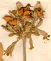 Cucubalus fabarius L., inflorescens x5