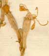 Cucubalus mollissimus L., blomställning x8