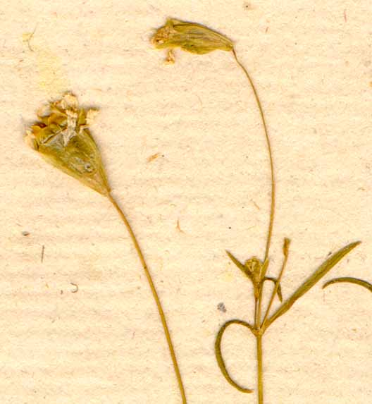 Cucubalus quadrifidus L., blomställning x8