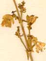 Cucubalus stellatus L., blomställning x7