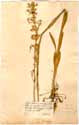 Cucubalus tataricus L., front