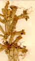 Cucubalus tataricus L., inflorescens x8