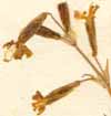 Cucubalus tataricus L., blomställning x8