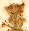 Cucubalus viscosus L., blomställning x5