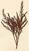 Cupressus disticha L., närbild x3