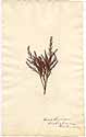 Cupressus disticha L., framsida