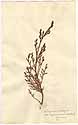 Cupressus sempervivens L., framsida