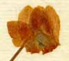 Cyclamen europaeum L., flower x8