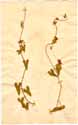 Cynanchum acutum L., front