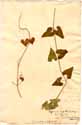 Cynanchum monspeliacum L., front