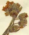 Cynoglossum apenninum L., blomställning x6