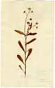 Cynoglossum linifolium L., front