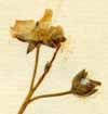 Cynoglossum linifolium L., inflorescens x8