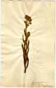 Cynoglossum officinale L., front