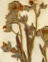 Cynoglossum officinale L., blomställning x8