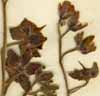 Cynoglossum officinale L., inflorescens x8
