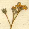 Cynoglossum omphalodes L., blomställning x8