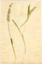 Cynosurus aureus L., framsida