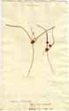 Cyperus elegans L., framsida