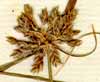 Cyperus flavescens L., spike x5