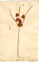 Cyperus glomeratus L., framsida