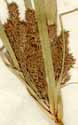 Cyperus ligularis L., spike x5