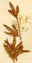 Cyperus rotundus L., närbild x6