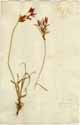 Cyperus rotundus L., framsida